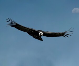 Cóndor andino (Vultur gryphus) @ Jose Ivan Cano