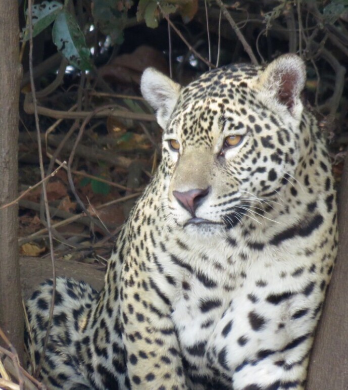 Jaguar - Expedición Salvaje - @mateobohringer