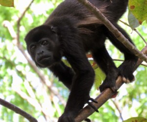 Mantled Howler Monkey - Wildexpedition - ©mateobohringer