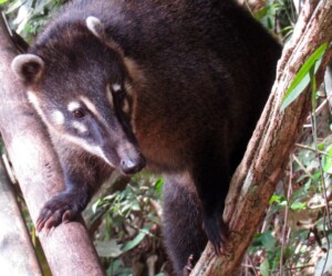 South American Coati - Wildexpedition - ©mateobohringer