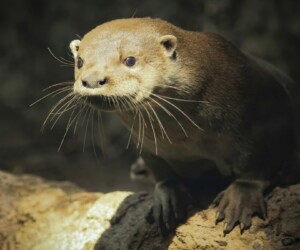 Neotropical River Otter (Lontra longicaudis)