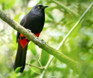 Gralha-de-barriga-vermelha (Hypopyrrhus pyrohypogaster) @ Jose Ivan Cano