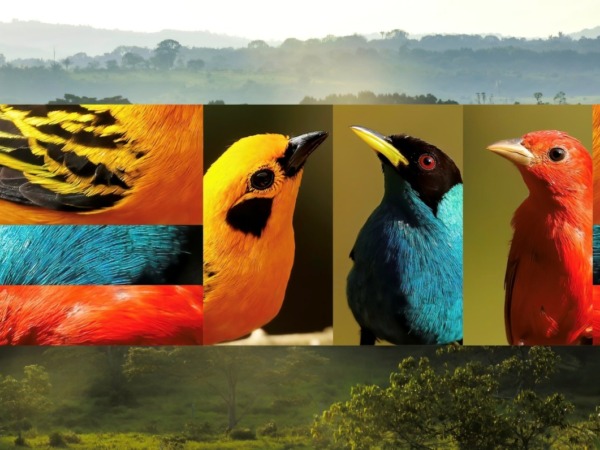 Colômbia paraíso das aves nos Andes observação de aves vida selvagem