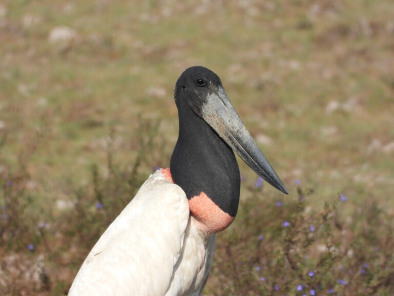 Jabiru - Wild Expedition - @mateobohringer