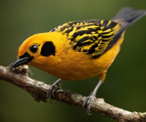 Tanhã-dourada (Tangara arthus)