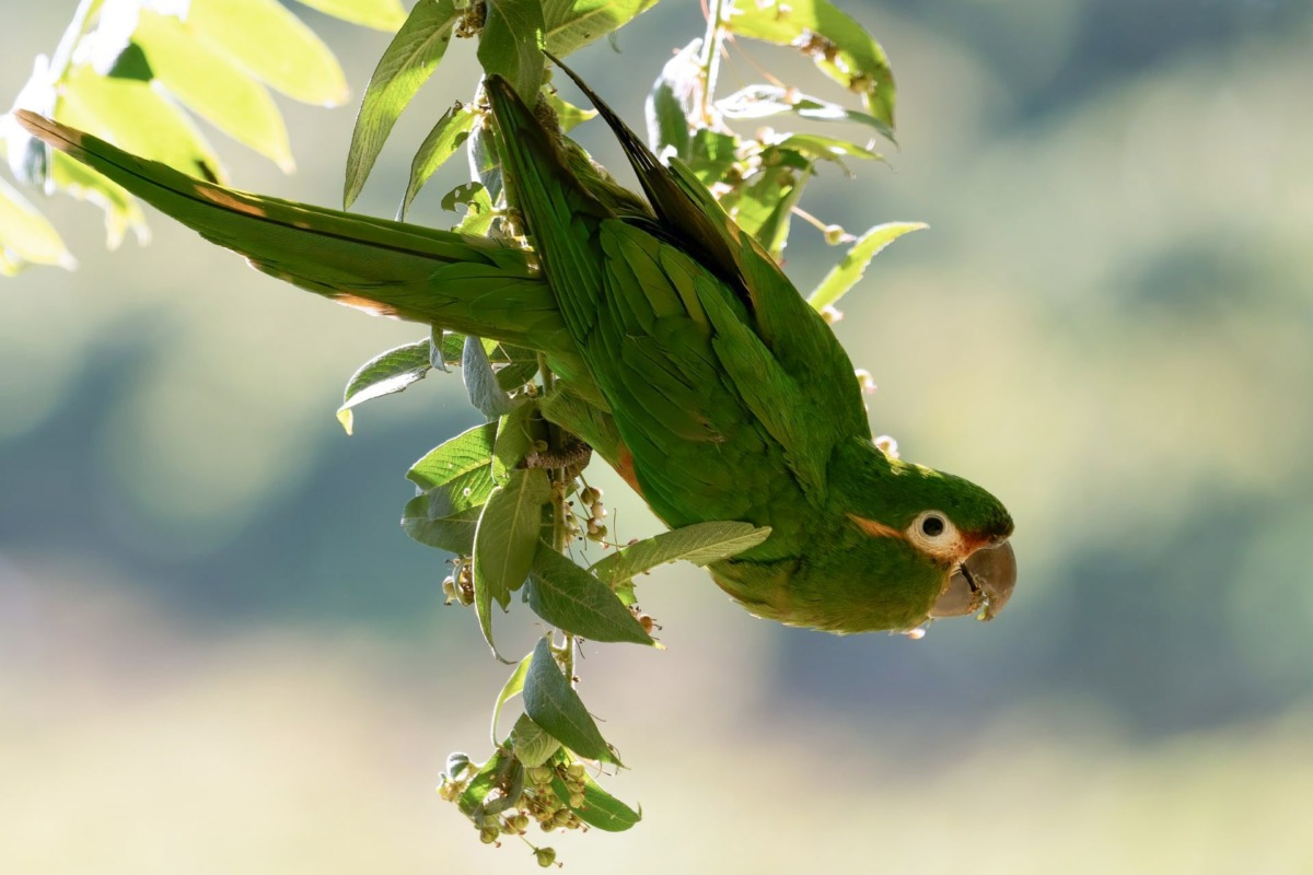 Golden-plumed Parakeet (Leptosittaca branickii)