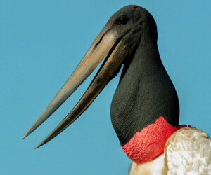 Jabiru (Jabiru mycteria)