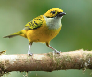 Tangara icterocephala (Tangara icterocephala) © Wild Expedition @ Jose Ivan Cano