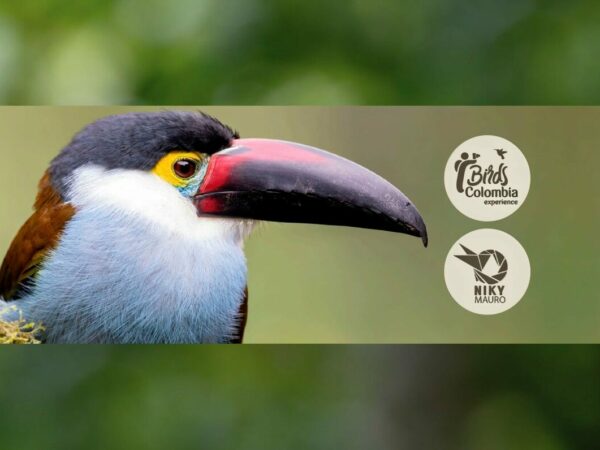 L'expérience des oiseaux en Colombie par NikyMauro