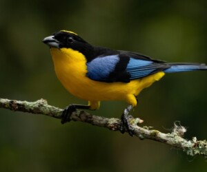 Anisognathus somptuosus (Anisognathus somptuosus)