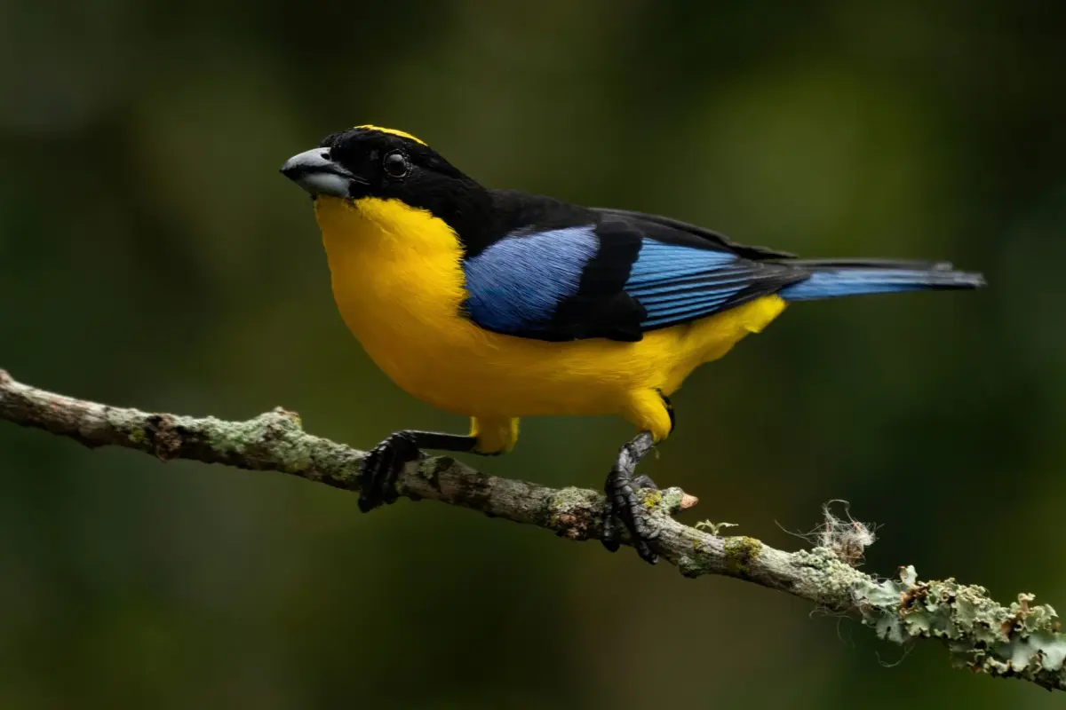 Tangara Montana Aliazul — imagen 3