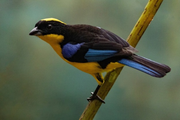 Tángara de montaña de alas azules (Anisognathus somptuosus)