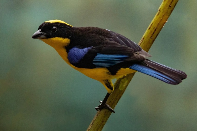 Tangara des montagnes à ailes bleues (Anisognathus somptuosus)