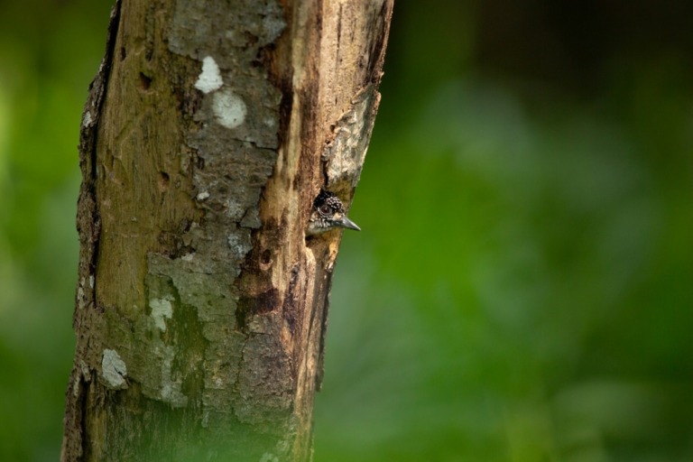 Piculetón grisáceo (Picumnus granadensis)