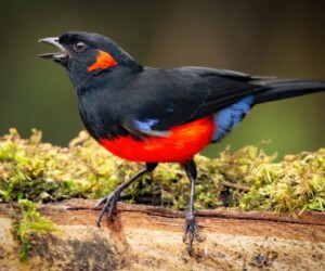 Anisognathus igniventris (Anisognathus igniventris)