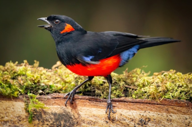 Scarlet-bellied Mountain Tanager (Anisognathus igniventris)