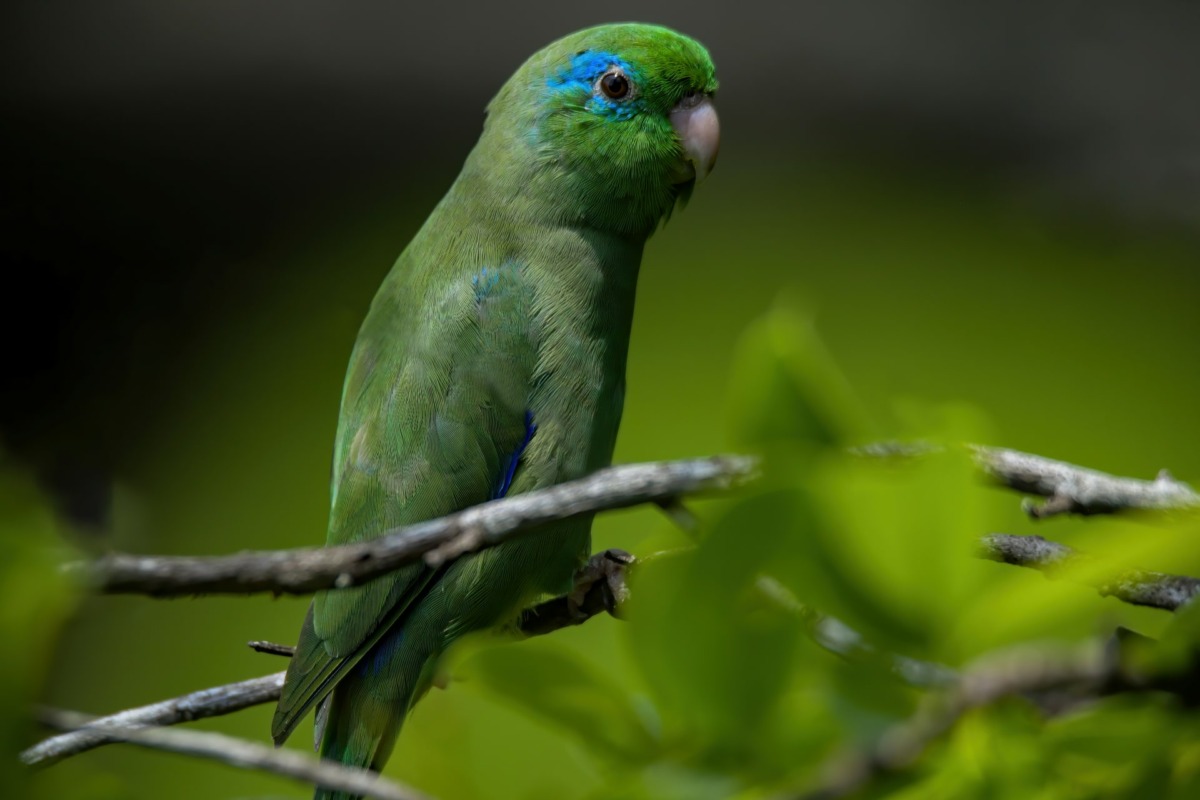 Papagaio-de-peito-roxo (Forpus conspicillatus)