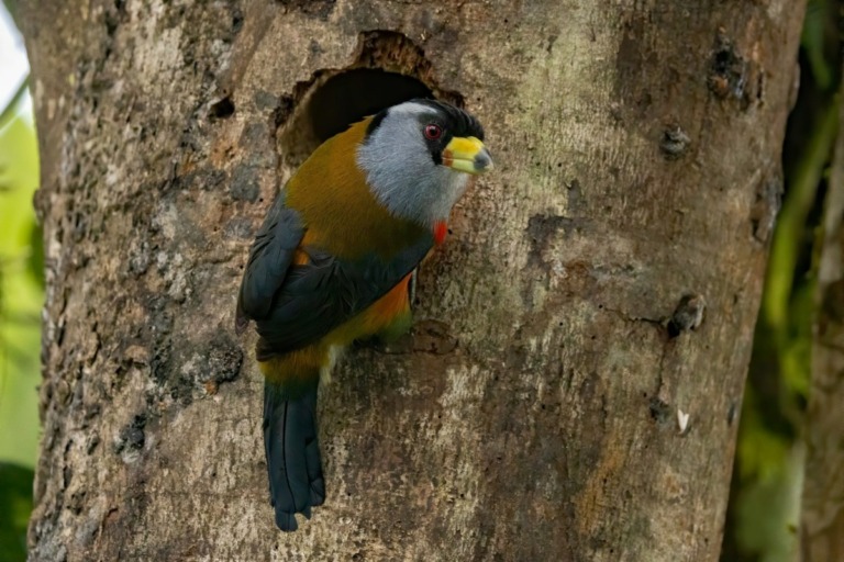 Toucan Barbet (Semnornis ramphastinus)