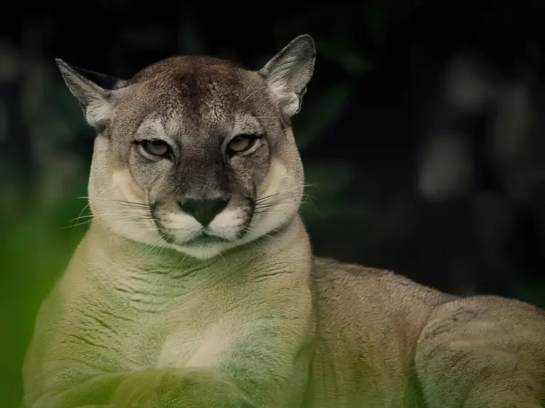 Puma Expedicion salvaje