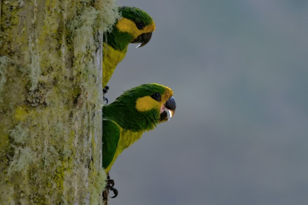 Yellow-eared Parrot (Ognorhynchus icterotis)