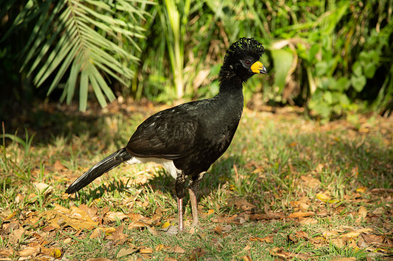 birdwatching cara descubierta paujil Bonito pantanal brasil