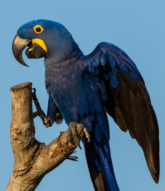 birdwatching yacinth macaw mato grosso pantanal brasil