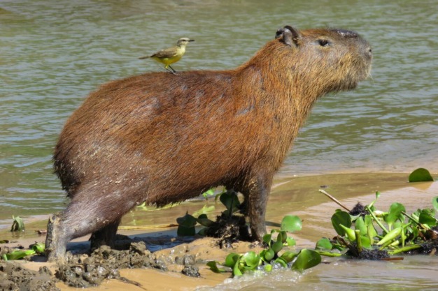 Capibara (Hydrochaeris hydrochaeris)