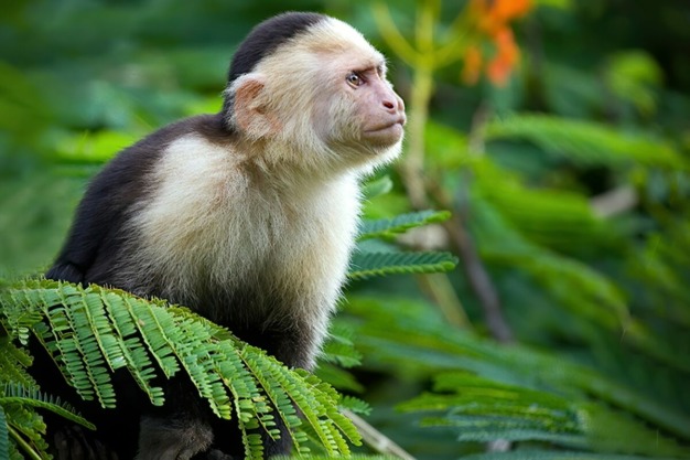 Capuchin Monkey 01