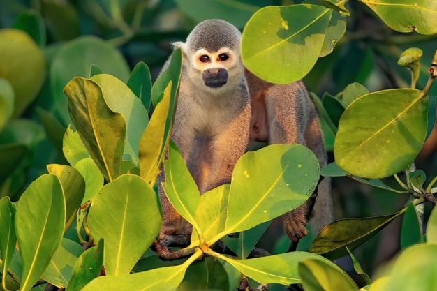 Mono ardilla colombiano (Saimiri cassiquiarensis albigena)