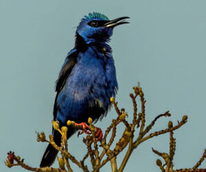 Red-legged Honeycreeper (Cyanerpes cyaneus)