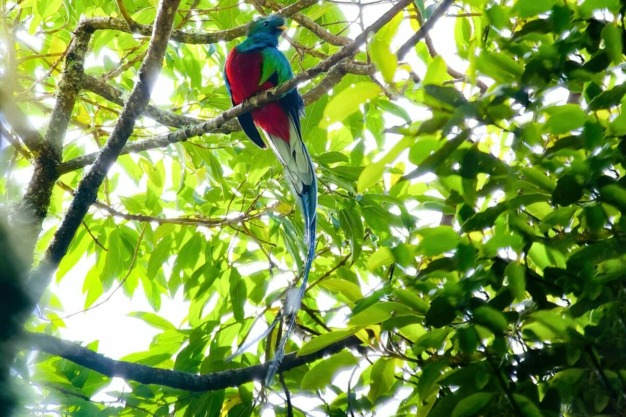 Quetzal resplandeciente (Pharomachrus mocinno)