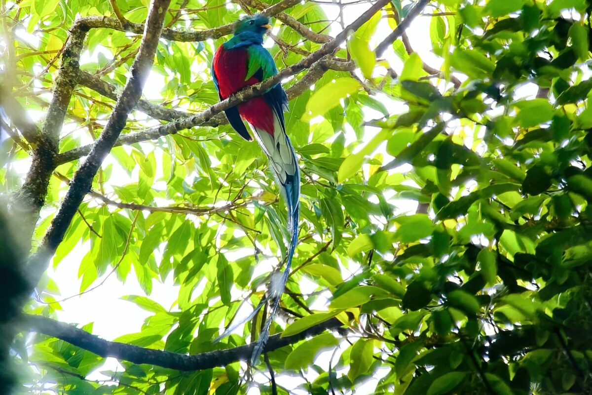 Resplendent Quetzal Wild Expedition