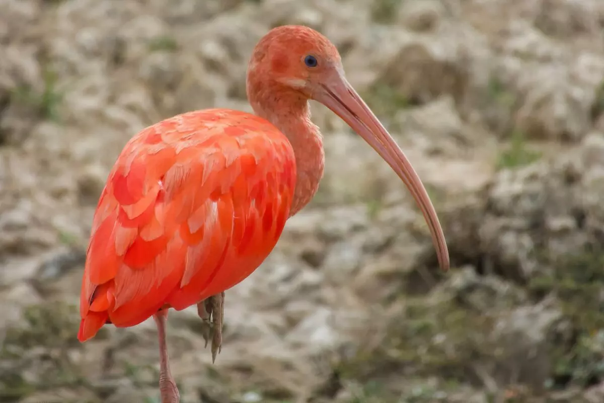 El Cuento Del Ibis Escarlata Ibis Escarlata Expedici n Salvaje El Cuento Del Ibis Escarlata Ibis Escarlata Expedici n Salvaje