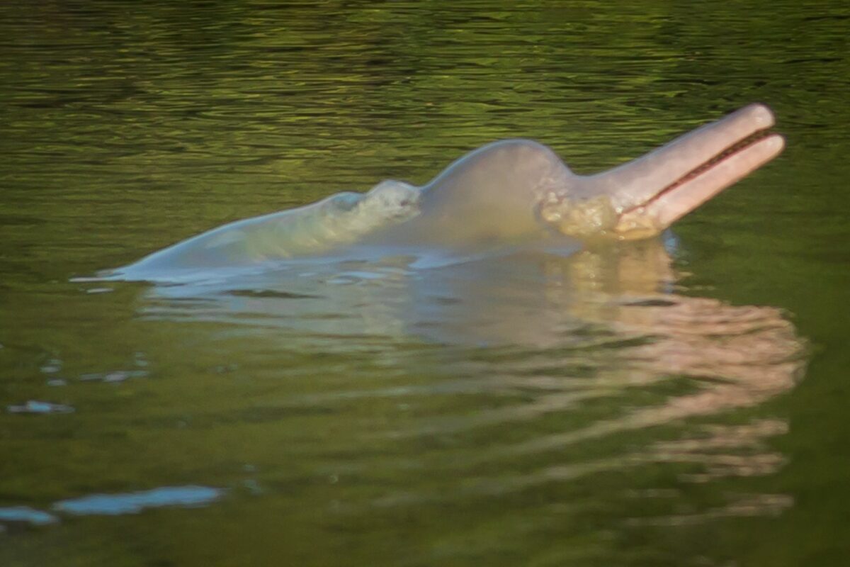 Amazon River Dolphin (Inia geoffrensis)