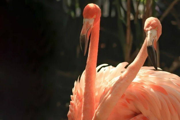 Flamingo americano (Phoenicopterus ruber)