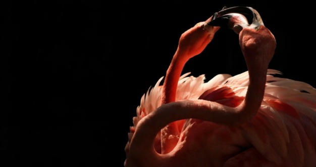 Flamingo americano (Phoenicopterus ruber)