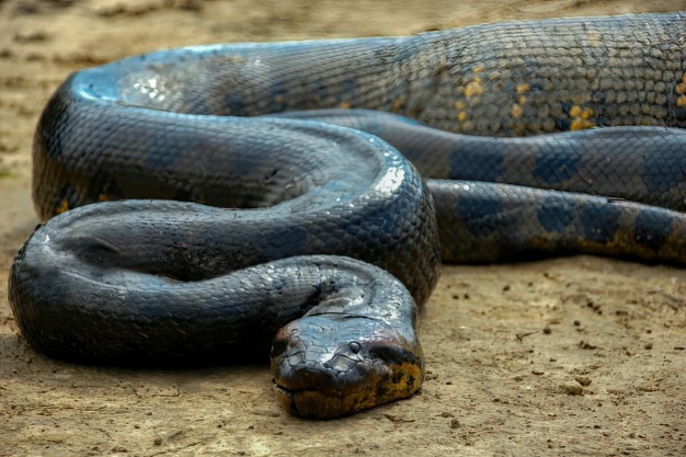 Anaconda (Eunectes murinus) © José Iván Cano