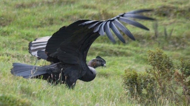 Andean Condor (Vultur gryphus) @ Jose Ivan Cano