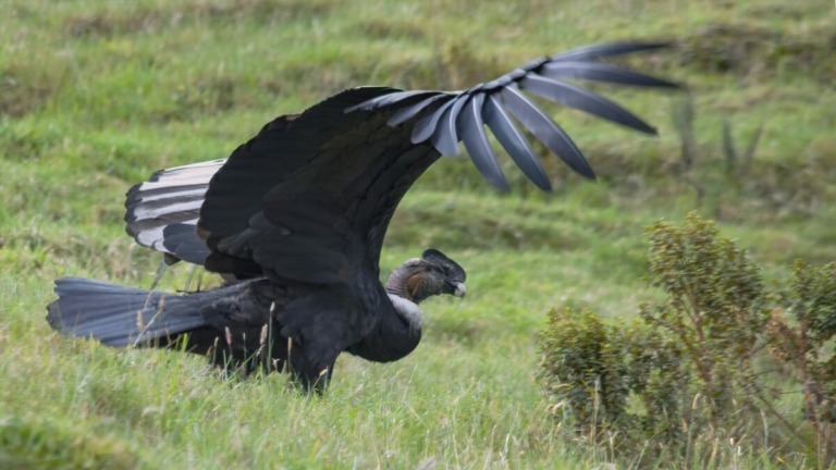 Condor des Andes (Vultur gryphus) @ Jose Ivan Cano