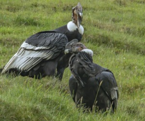 Andean Condor (Vultur gryphus) @ Jose Ivan Cano