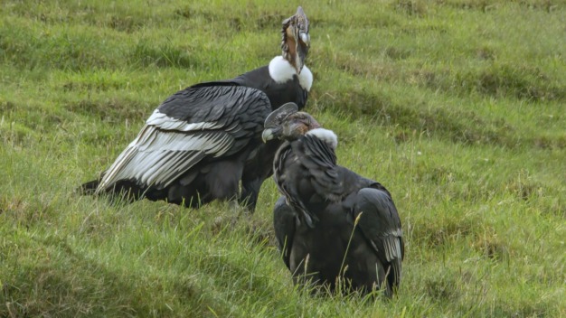 Condor dos Andes (Vultur gryphus) @ Jose Ivan Cano