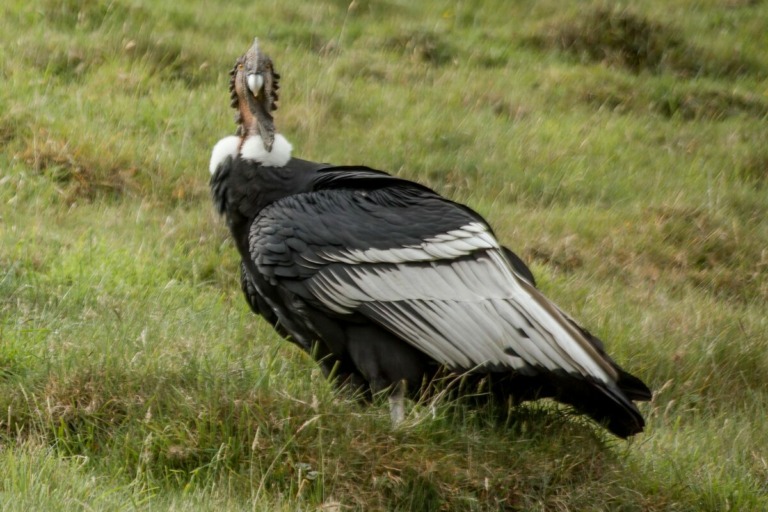 Condor dos Andes (Vultur gryphus) @ Jose Ivan Cano