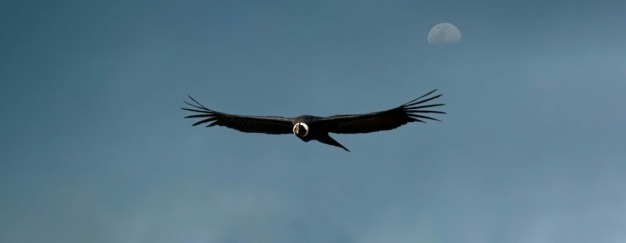 Cóndor andino (Vultur gryphus) @ Jose Ivan Cano