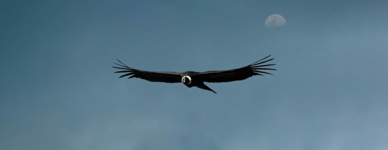 Condor des Andes (Vultur gryphus) @ Jose Ivan Cano