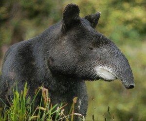 Tapir des Andes (Tapirus pinchaque) @ Jose Ivan Cano