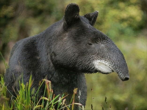 Tapir andino (Tapirus pinchaque) @ Jose Ivan Cano