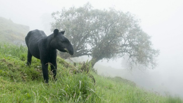 Andean Tapir (Tapirus pinchaque) @ Jose Ivan Cano