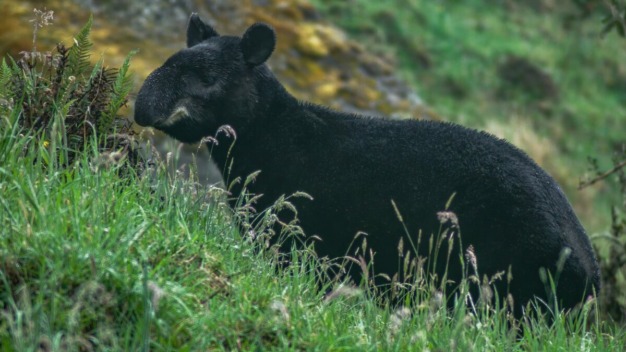 Andean Tapir (Tapirus pinchaque) @ Jose Ivan Cano