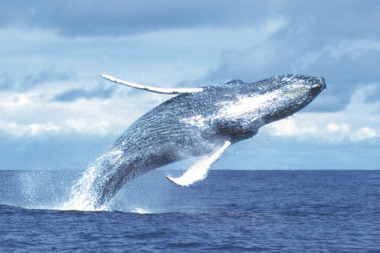 Humpback Whale or Yubarta (Megaptera novaeangliae)