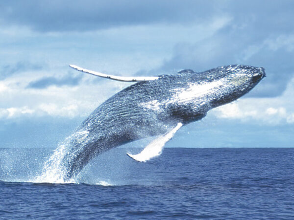 Baleine à bosse ou Yubarta (Megaptera novaeangliae)